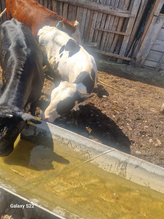 Vand doua viteluse si un taureci