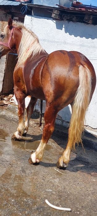 Cal castrat garantat de ham de vânzare