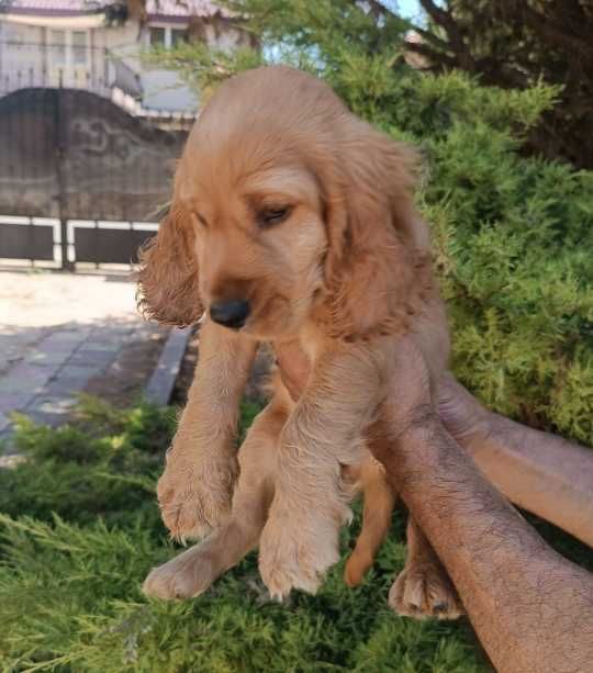Pui rasa Cocker Spaniel