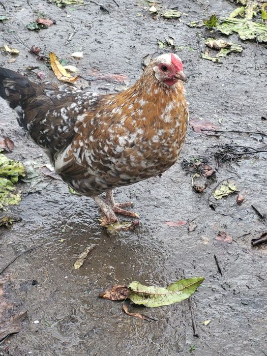 Gainuse si cocoșei pitici