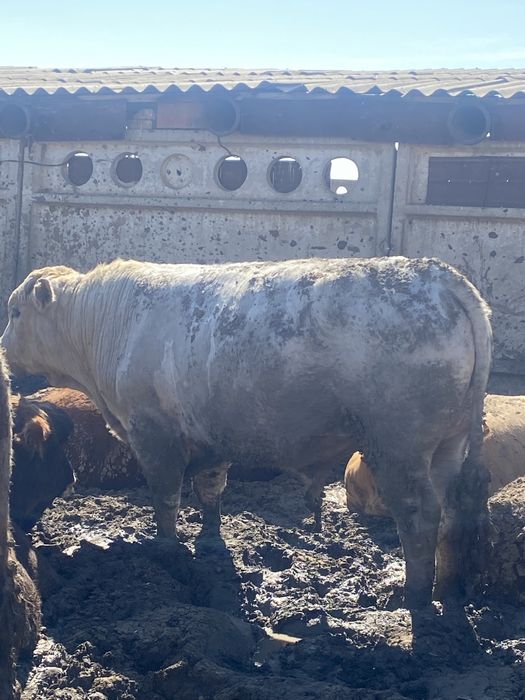 Продам быков полтарашки