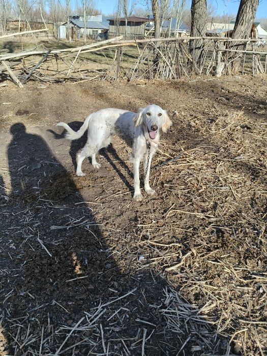 Күшік тазы сатылады