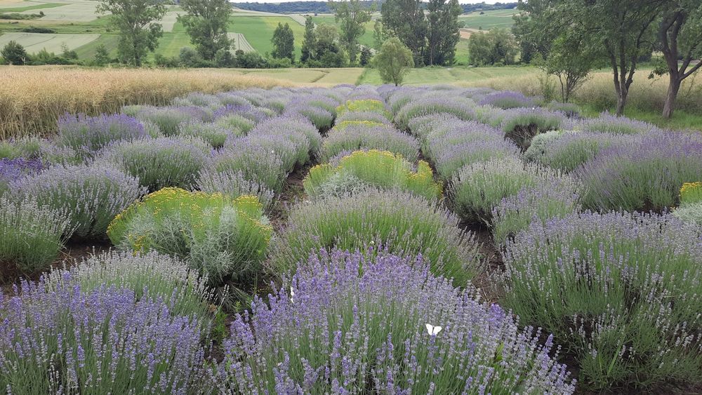 Vand tufe de lavanda