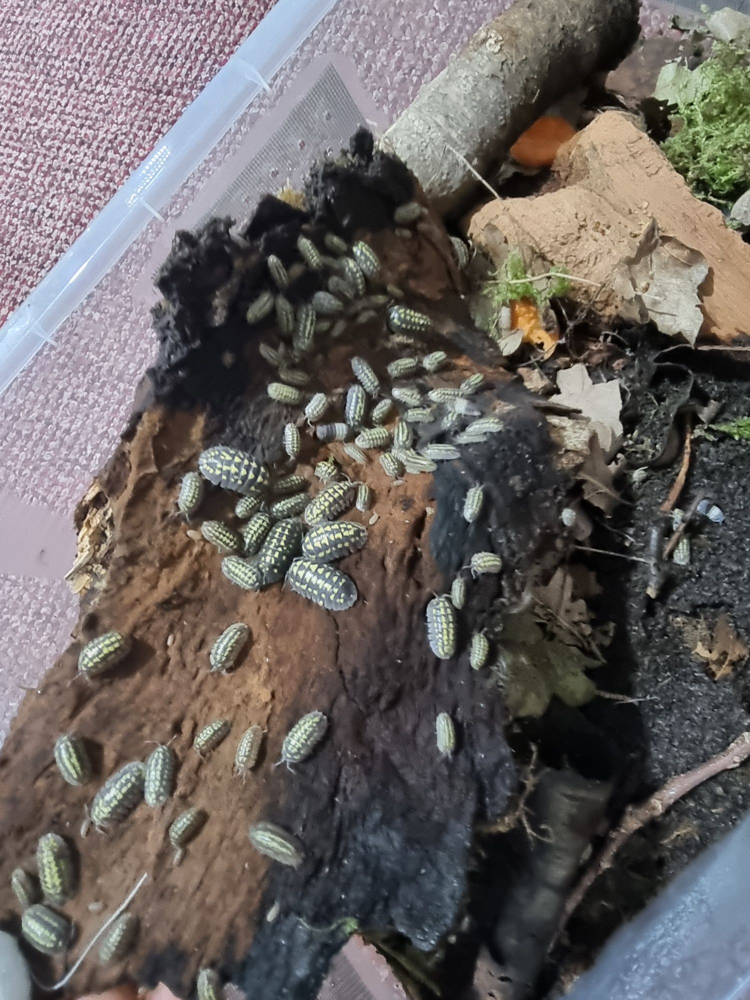 Izopode Armadillidium gestroi – Giant Yellow Spotted Isopod