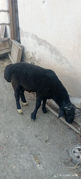 Qo'chqorlar sotiladi