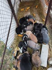 Vând iepuri Berbec german în vârstă de 2,5 luni