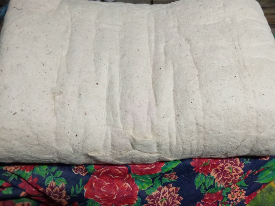 Paxta koʻrpalardan chiqgan