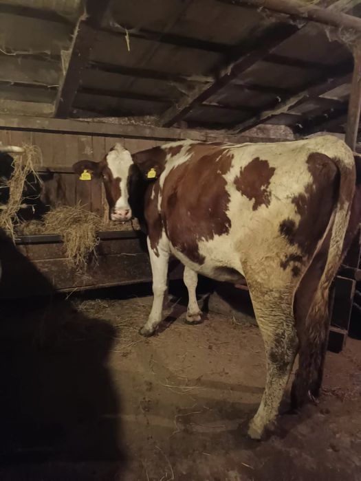 Vând junincă gestantă