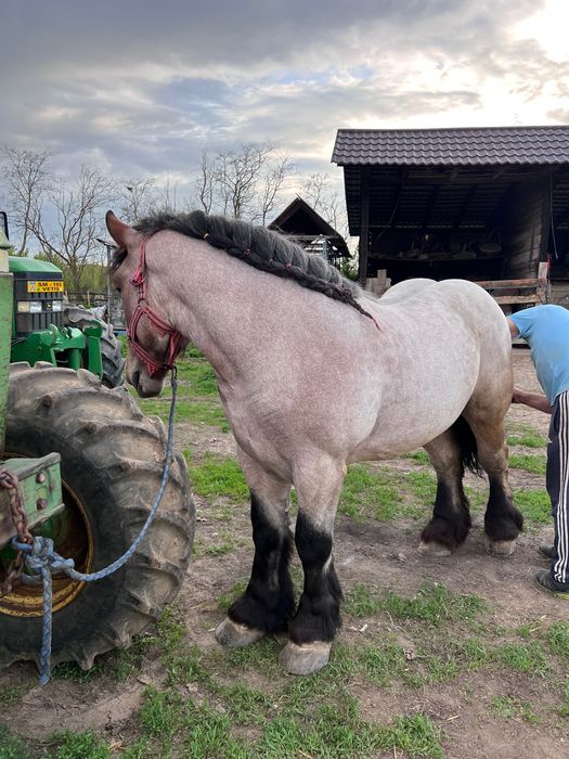 Mânz ardenez special,2 ani!