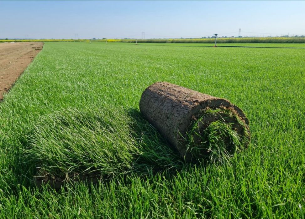 Gazon Rulou premium + transport + montat oriunde in tara