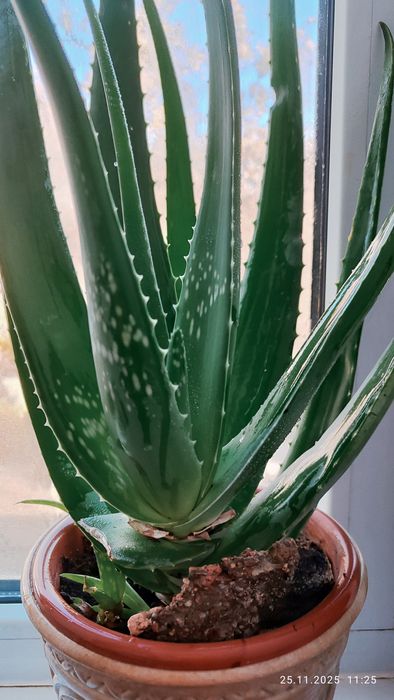 Алоэ вера лечебный 4 года