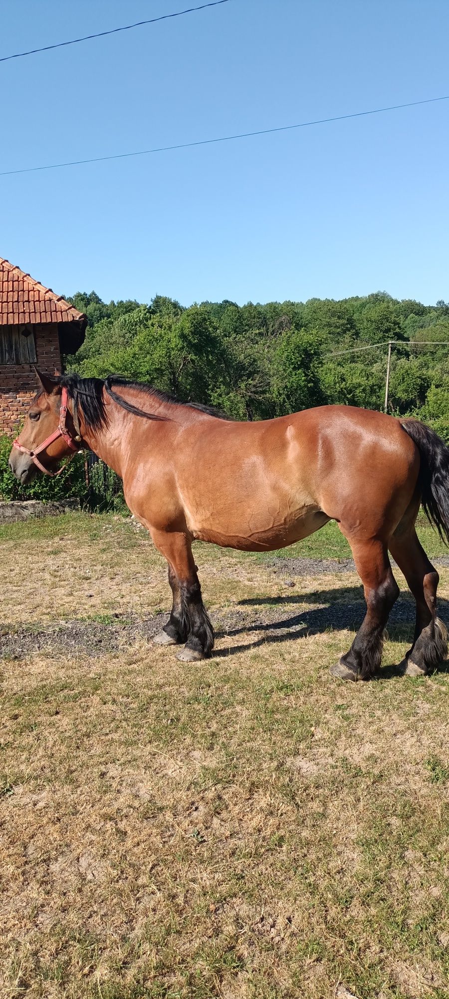 Vând iapă cuminte