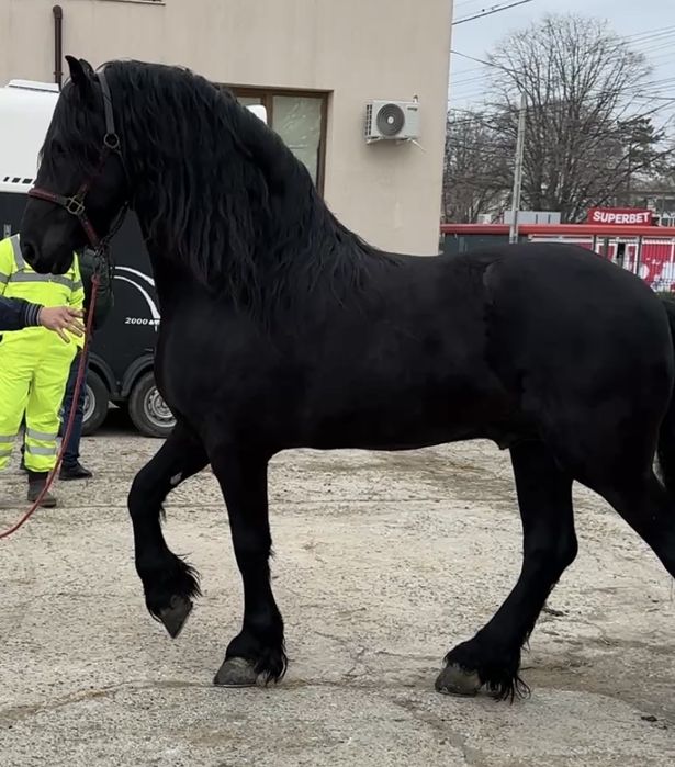 Armasar frizian 5 ani de vanzare Friesian