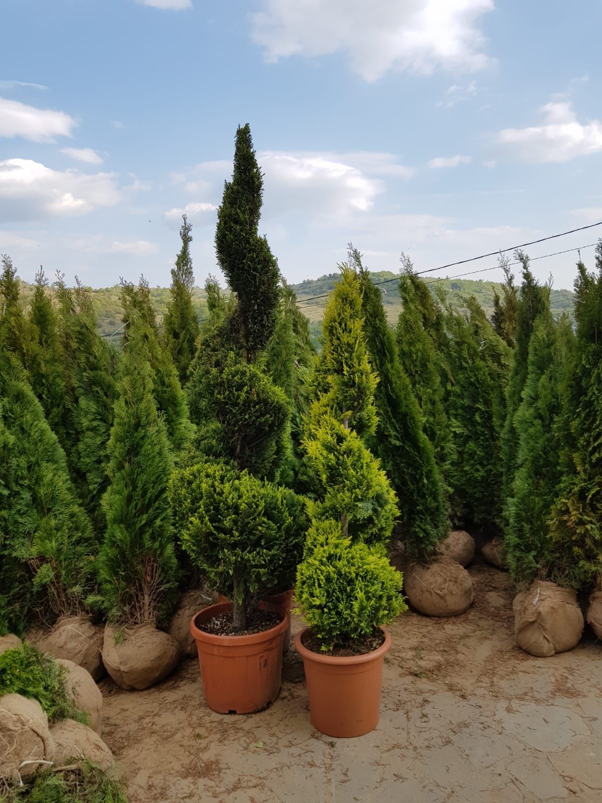 Vand diferite plante ornamentale pentr o gradina modernă