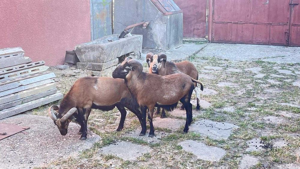 Berbec\oaie Camerun de vanzare