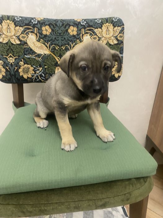 Щенок помесь овчарки кобель