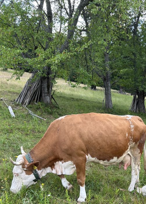 Vând vacă balțată
