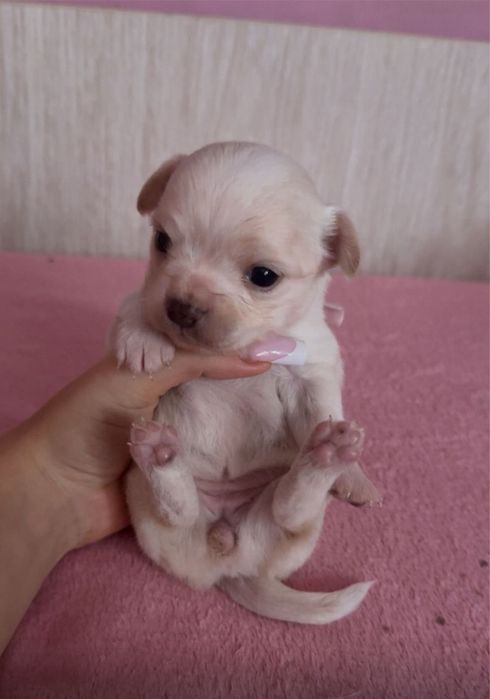 Chihuahua mini toy