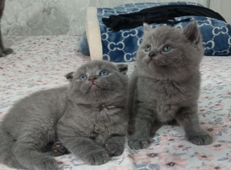 Продаются породистые  шотландские  котята  Скотиш  фолд и страйт