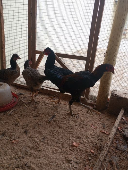 Tovuq va xo'rozlar sotiladi