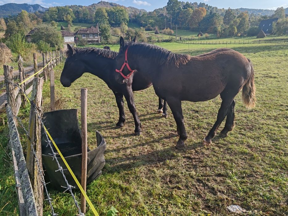 Vând mânz de 6 luni