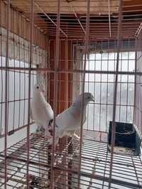 Продам голубей турецкой таклы