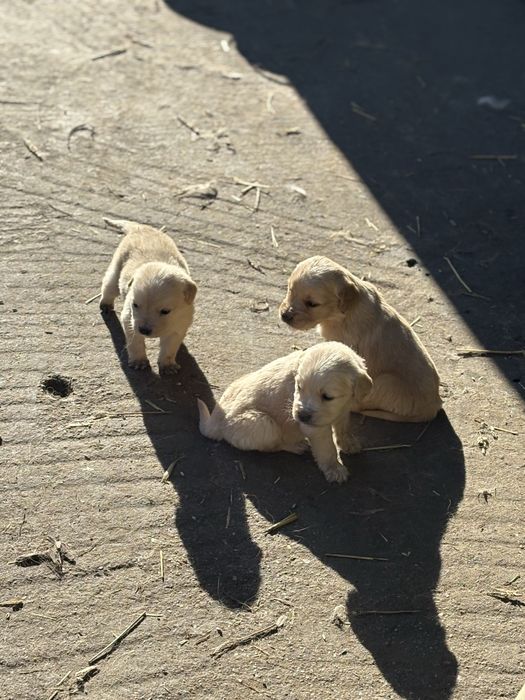 Бебета голдън ретривър