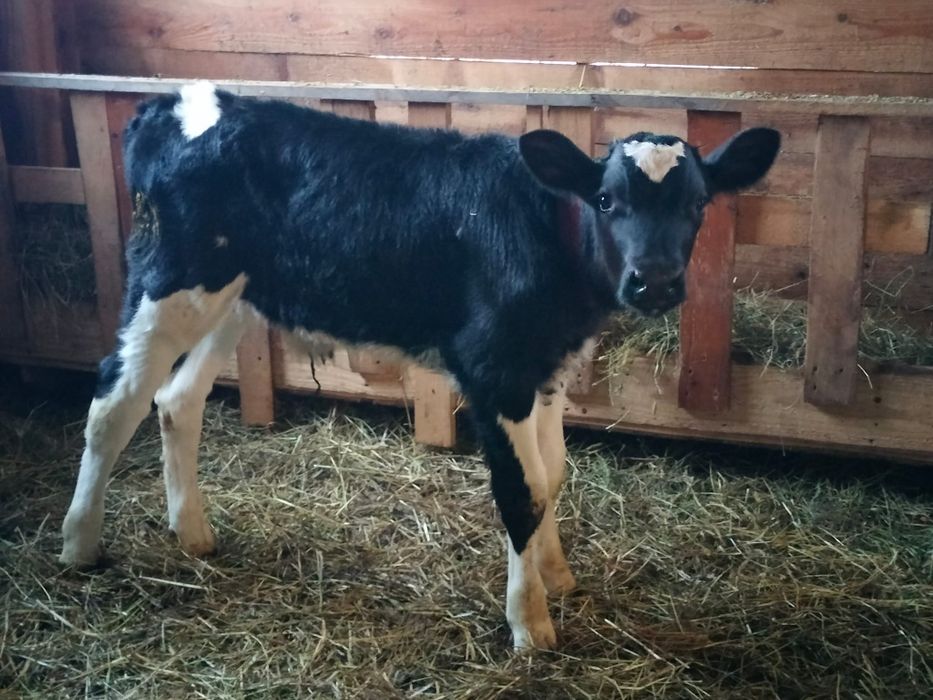 De vânzare vaca cu lapte