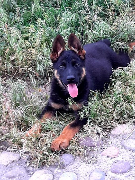 Питомник  немецких  овчарок  РР.