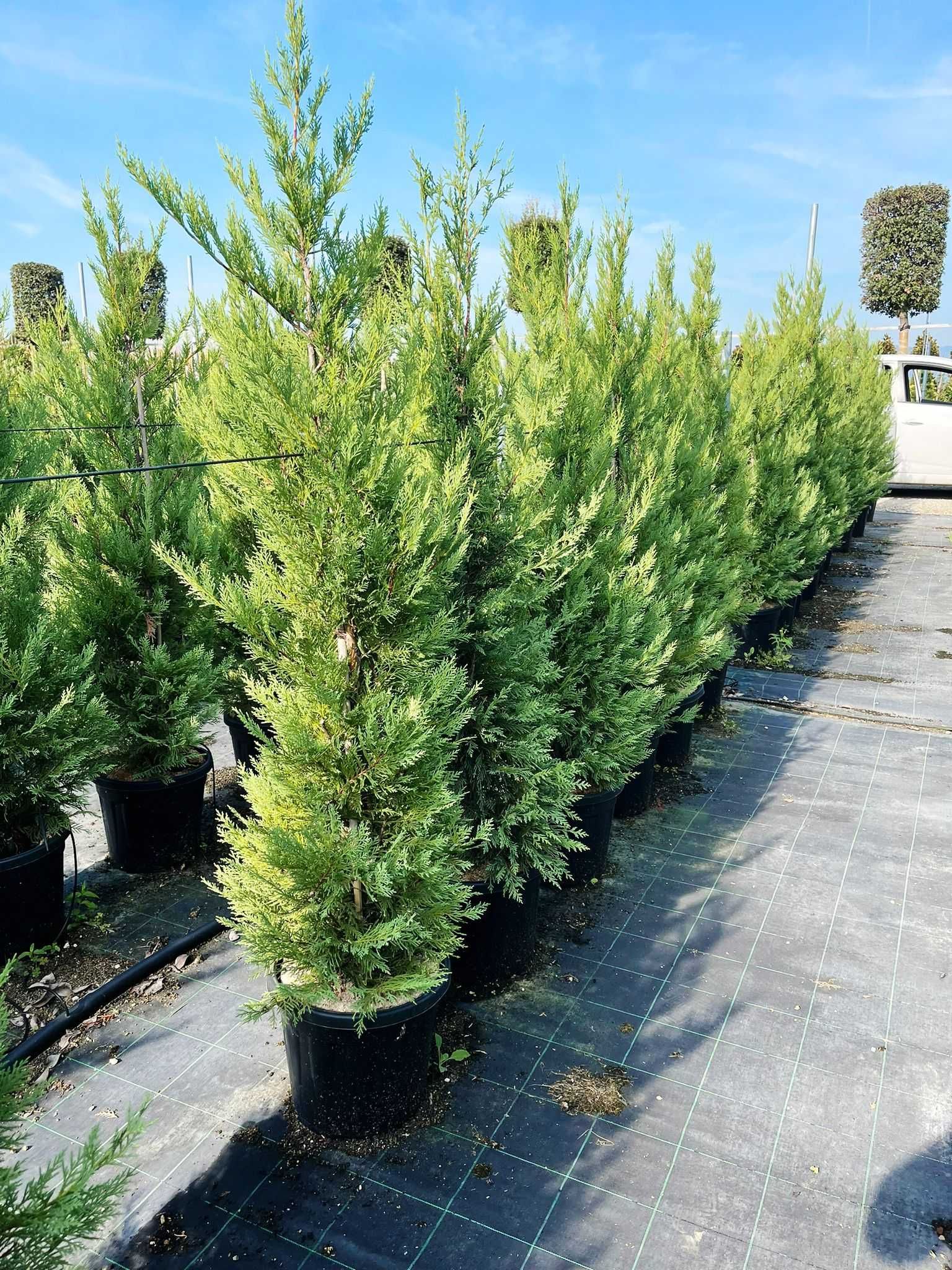 Leylandii Cupresussocyparis