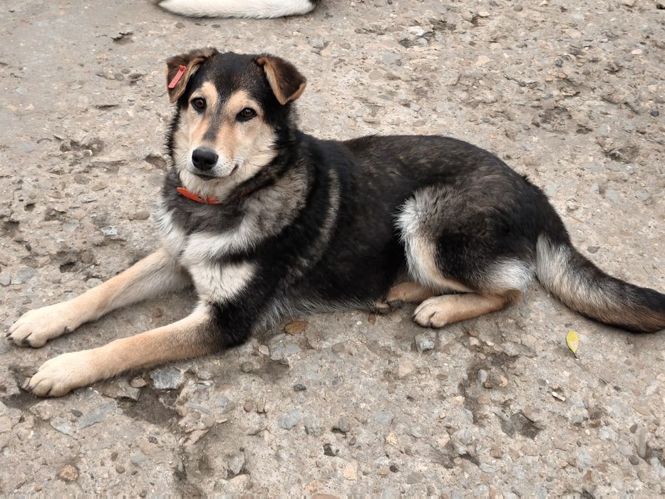 Подарява се сладко кученце