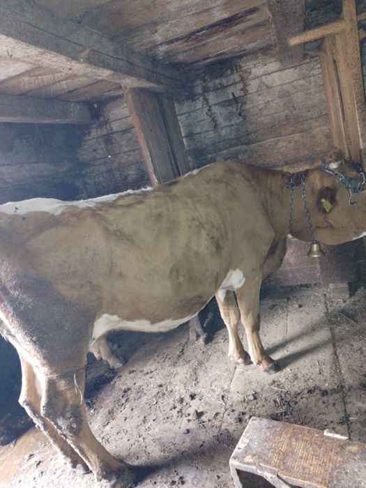 Vind o vaca baltata romaneasca
