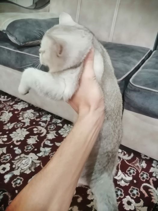 Mushuk sotiladi shinshila o'g'l