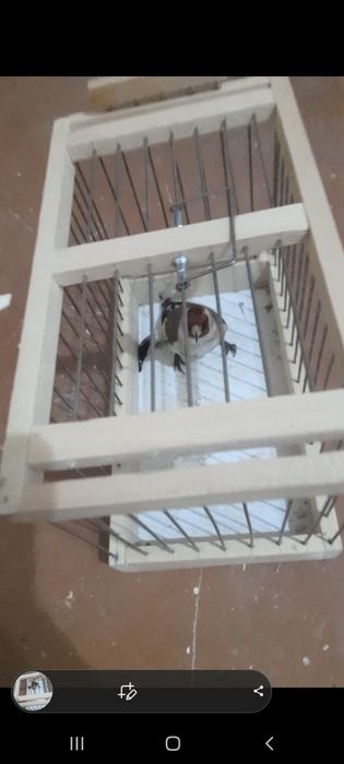 Kokil duragay sotiladi yengi qush