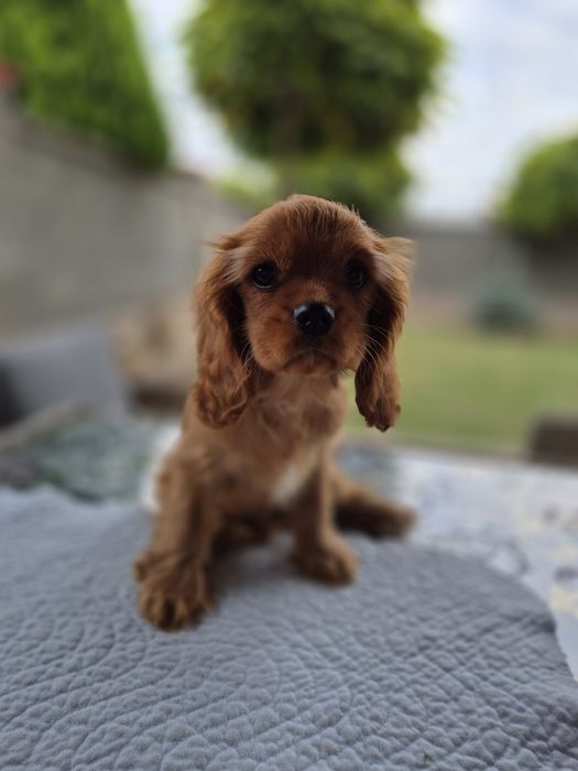 Cavalier king charles ruby