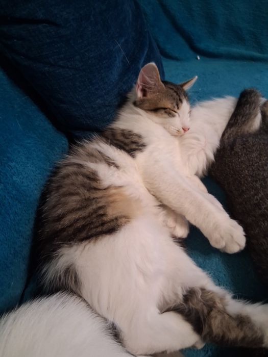 Котенца си търсят дом