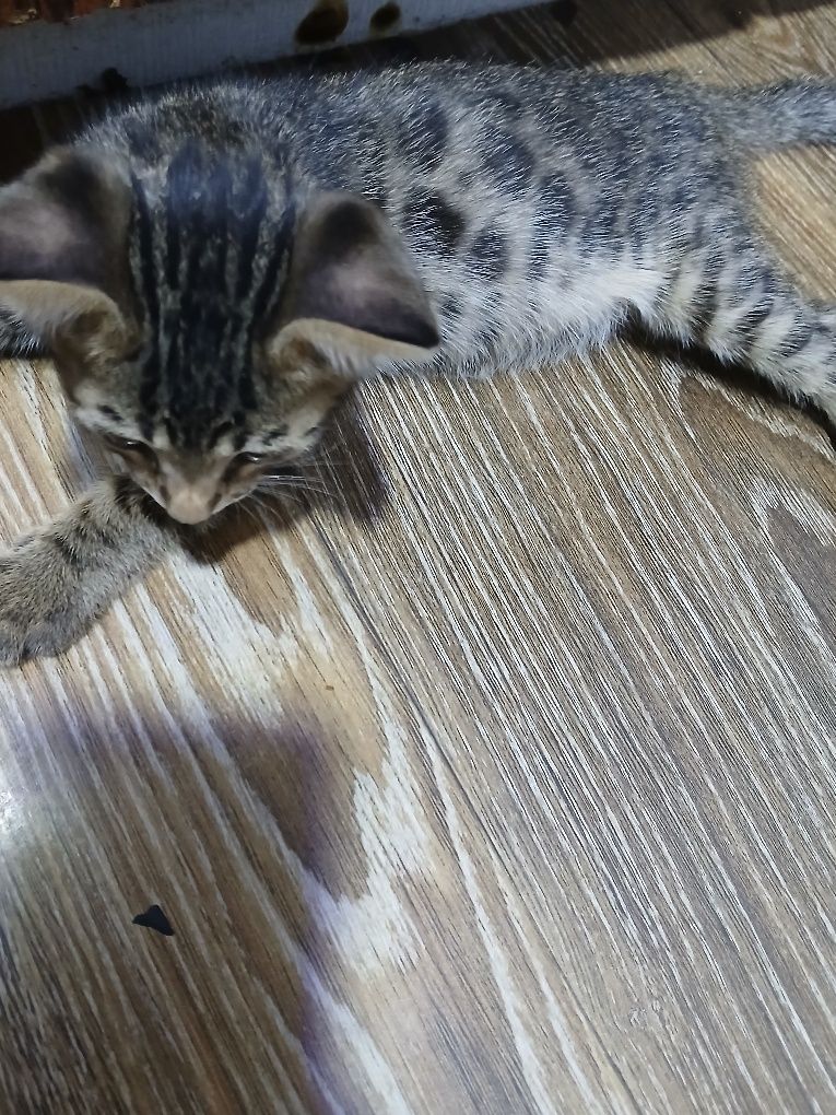 Продаётся  котята бенгальские Котята