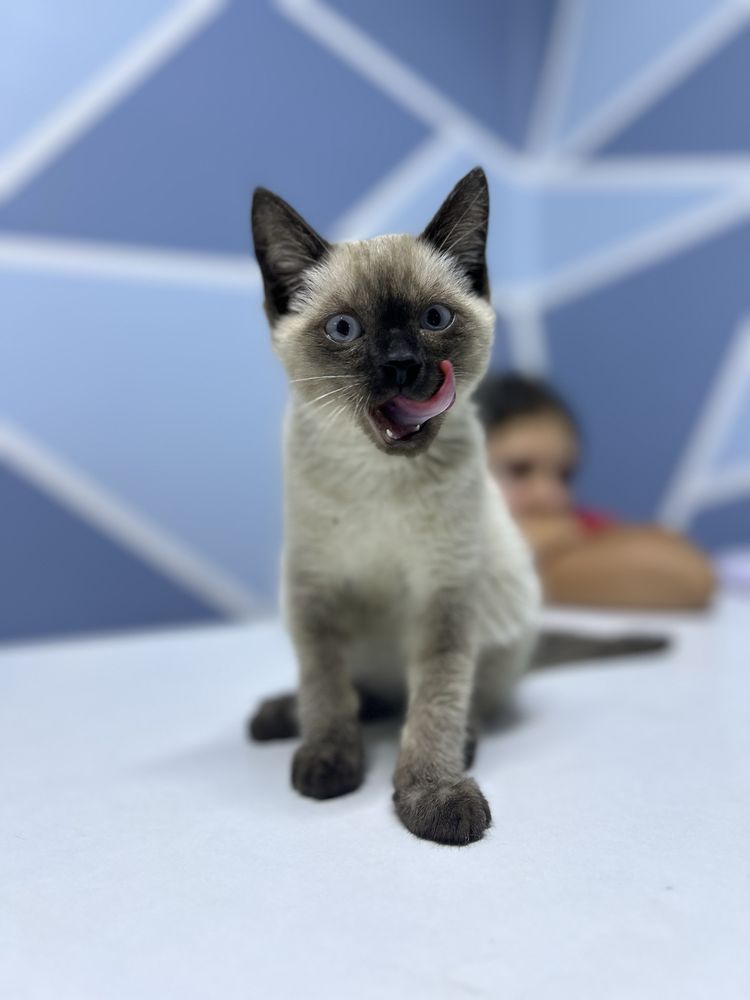 Котенок ищет дом
