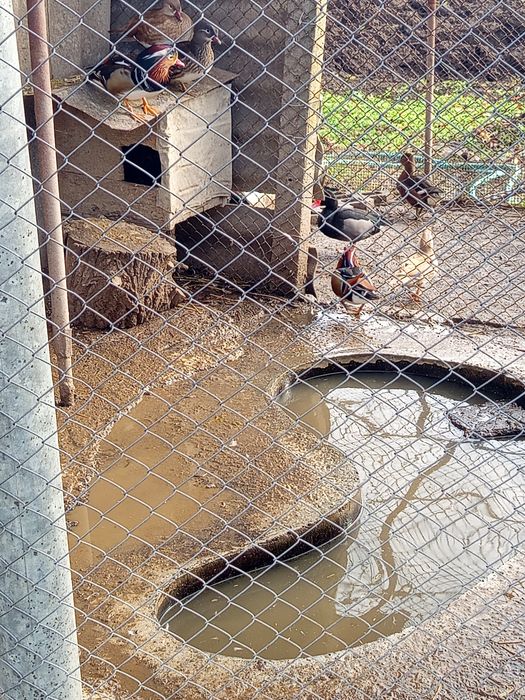 Холандска гащата,фазани,пауни,якалии  и мандаринки
Фазани чарвено-злат