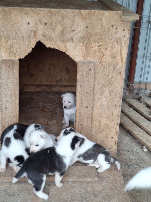 Donez pereche husky