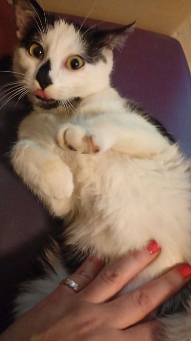 Подарявам котарак