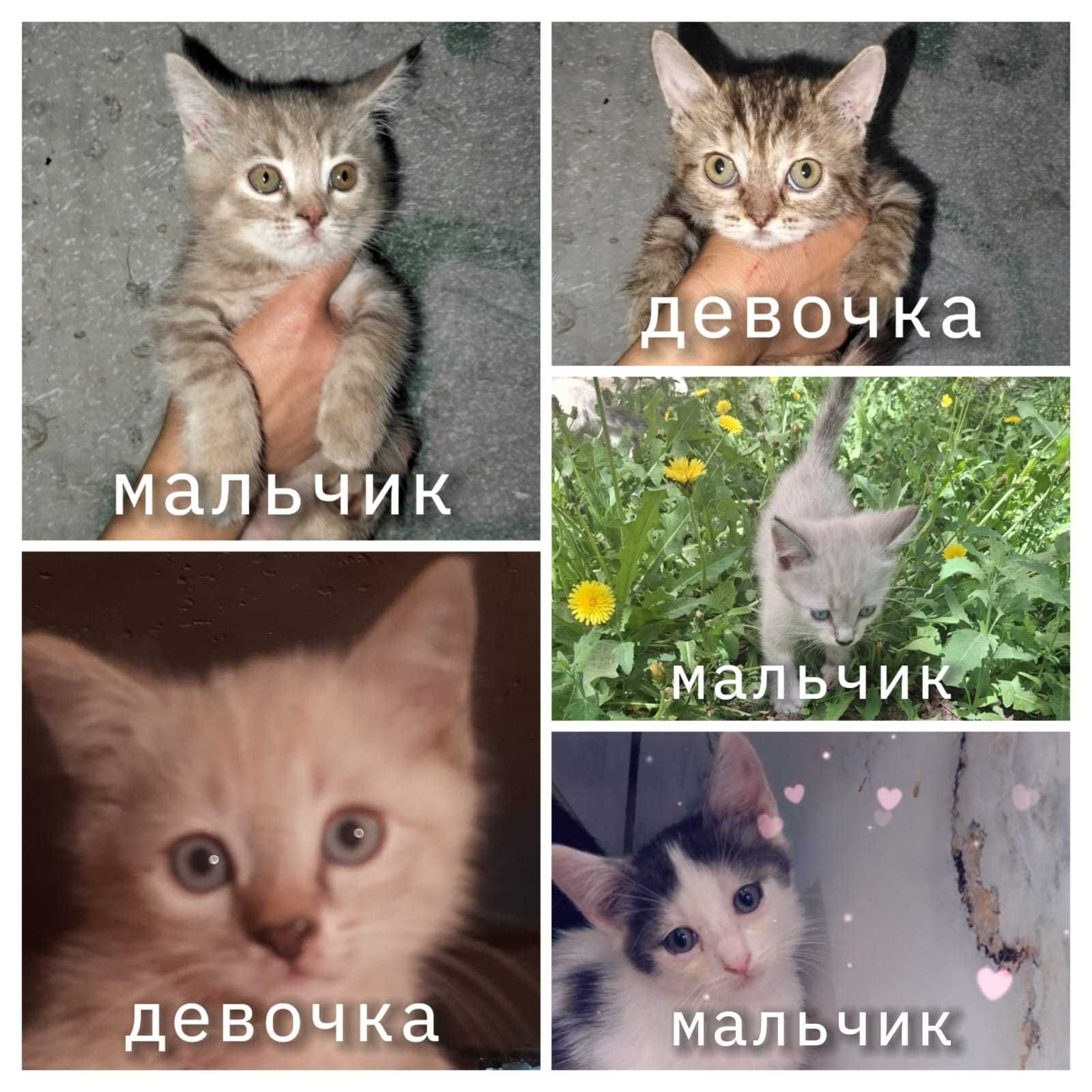 Котята в добрые руки