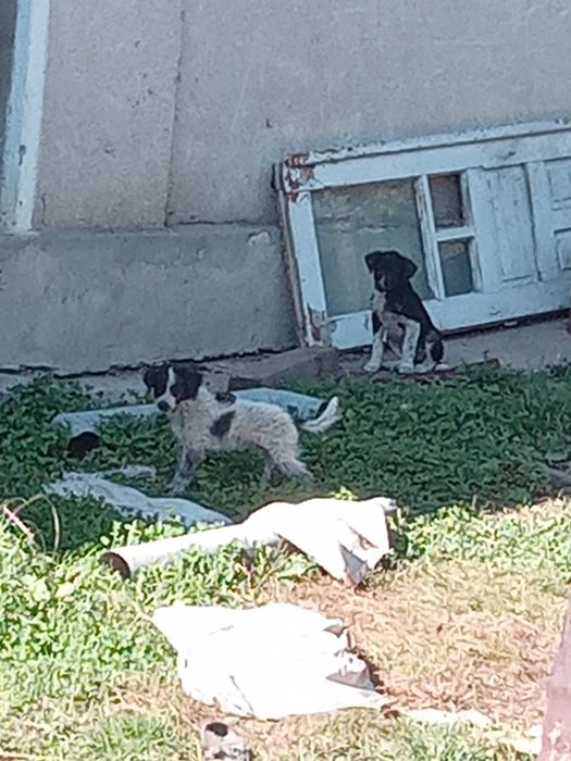Donez catelasi mici