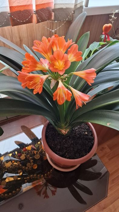 Кливия (Комнатное растение)