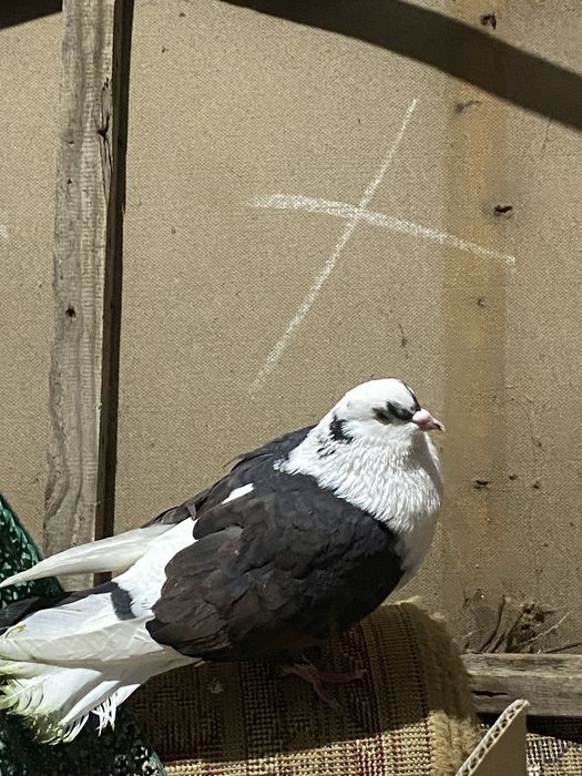 Голубь домашний 1 шт