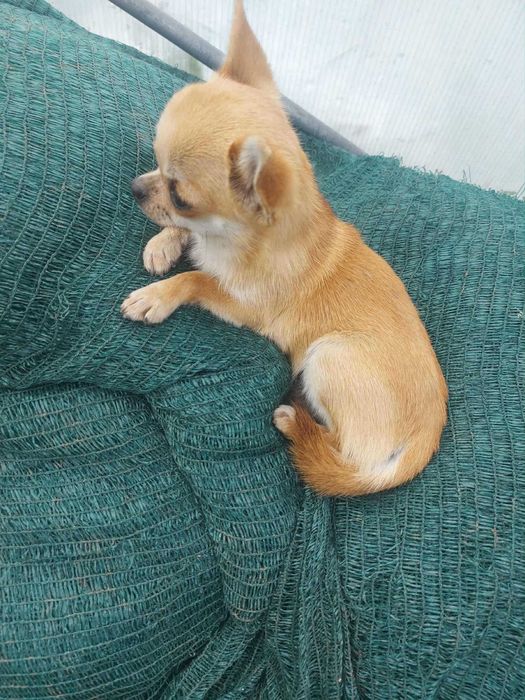 Мини чихуахуа женско