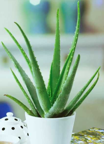 Гүл Алоэ / Цветы Алоэ