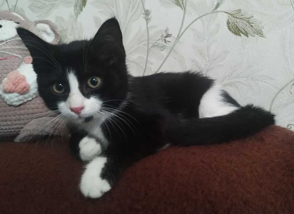 Кот, котенок в добрые руки. 4 мес. Чистый. Здоровый.