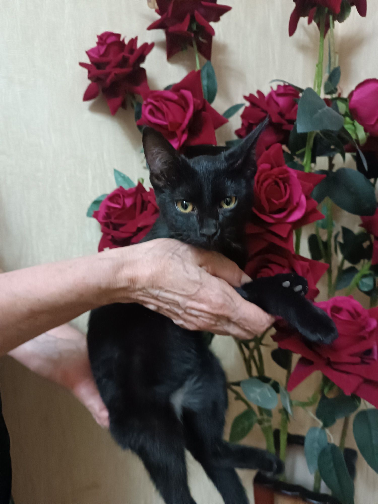 Котёнок в добрые руки!