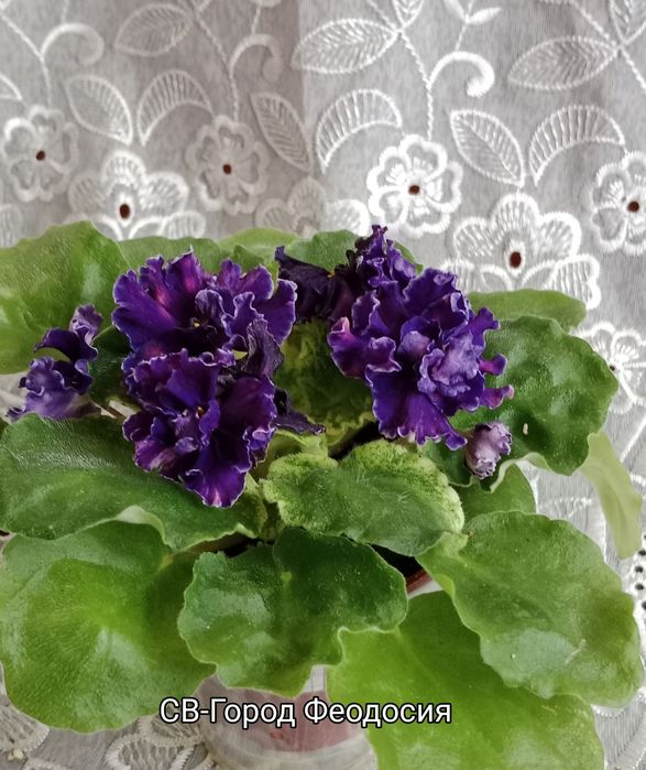 Фиалки сортовые цветущие